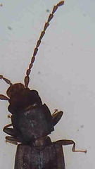 Microbrontes lineatus