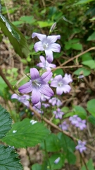 Campanula patula