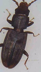 Microbrontes lineatus