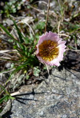 Ranunculus glacialis