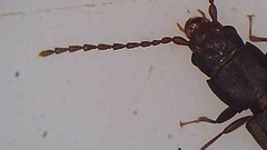 Microbrontes lineatus