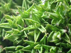 Syntrichia papillosa