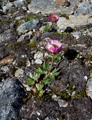 Ranunculus glacialis