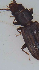 Microbrontes lineatus