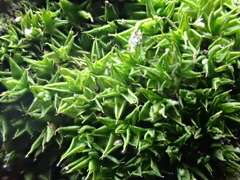 Syntrichia papillosa