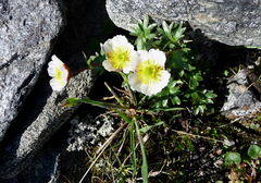 Ranunculus glacialis