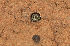 Amegilla murrayensis