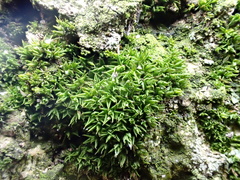 Syntrichia papillosa