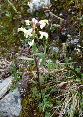 Pedicularis lapponica