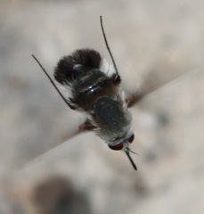 Meomyia