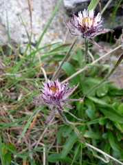 Erigeron uniflorus