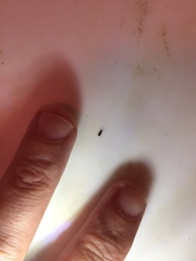 Microbrontes lineatus