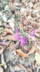 Hypoestes cumingiana