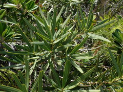 Podocarpus