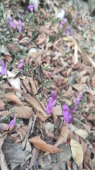 Hypoestes cumingiana
