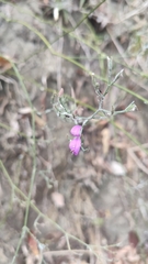 Hypoestes cumingiana