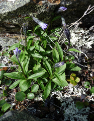 Campanula uniflora