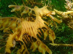Phycodurus eques