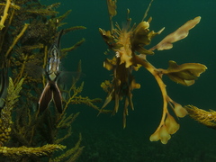 Phycodurus eques