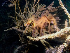 Phycodurus eques
