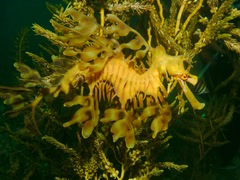 Phycodurus eques