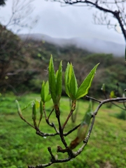 Rhododendron mariesii