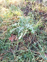 Galactites tomentosus