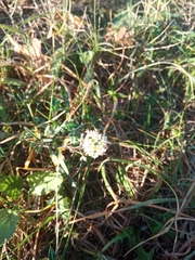 Diplotaxis erucoides