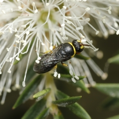 Hylaeus euxanthus