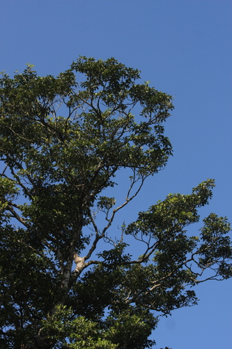 Palaquium ellipticum, photograph 1