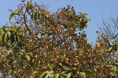 Scurrula parasitica