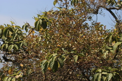 Scurrula parasitica