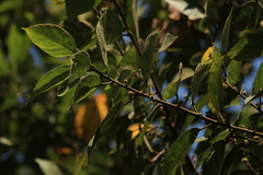 Ficus exasperata