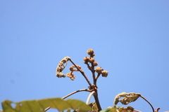 Mallotus tetracoccus