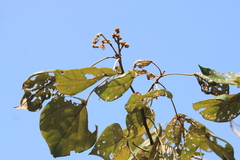 Mallotus tetracoccus