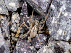 Thanatus arcticus