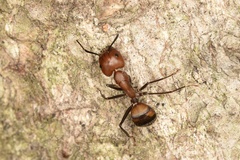 Camponotus nicobarensis