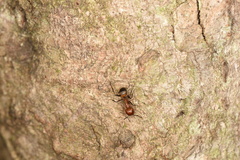 Camponotus nicobarensis