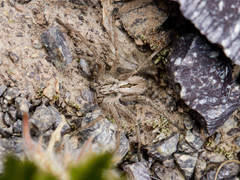 Thanatus arcticus
