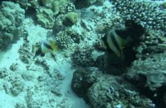 Heniochus intermedius