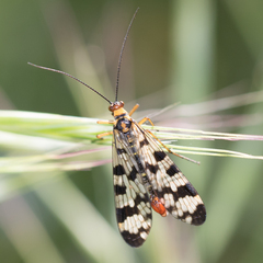 Panorpa meridionalis