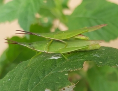 Atractomorpha australis