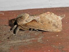 Elhamma australasiae