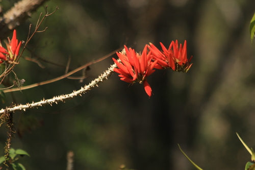 Image of Erythrina variegata by (c) madhavan a.p, some rights reserved (CC BY)