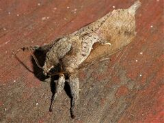 Elhamma australasiae