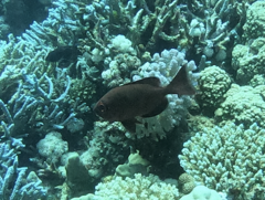 Priacanthus hamrur
