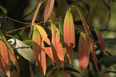 Cinnamomum malabatrum
