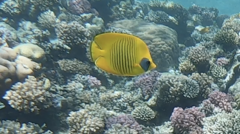 Chaetodon semilarvatus