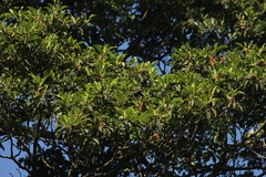 Palaquium ellipticum
