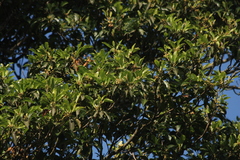 Palaquium ellipticum